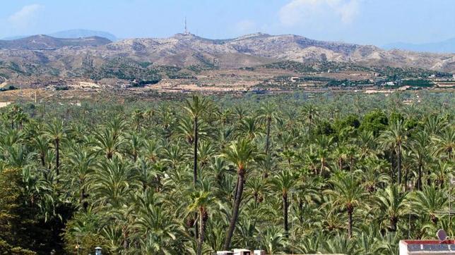 Nace en Elche «Volem Palmerar», una plataforma para proteger el Palmeral