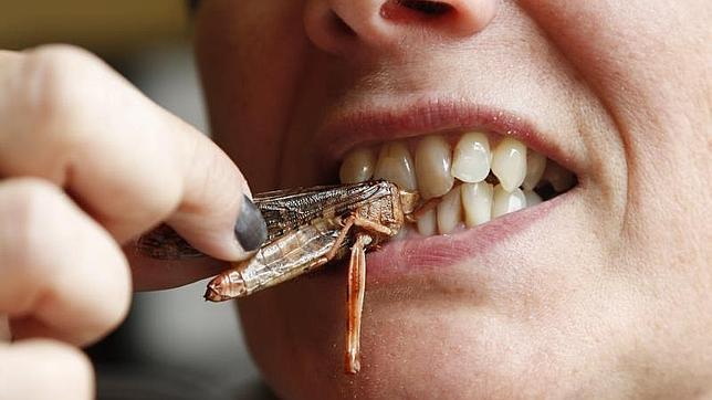 La UA propone una dieta formada por  hormigas culonas, saltamontes y otros insectos