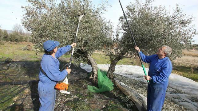 El jornal sube 30 céntimos con el nuevo convenio del campo