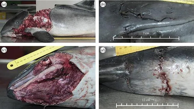 La foca gris, la «asesina misteriosa» de las marsopas del mar del Norte