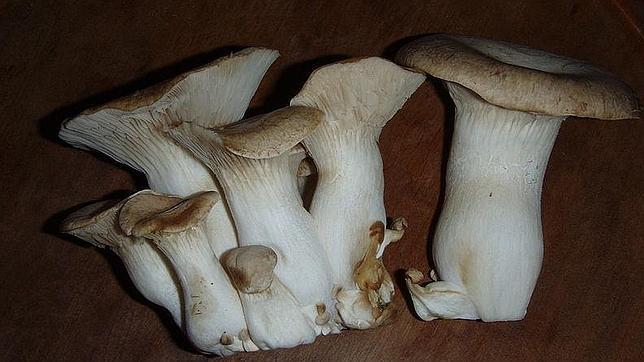 Estos hongos presentan tonalidades pardas