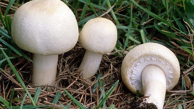 Las bolas de nieve reciben su nombre por su forma caracterísitcs