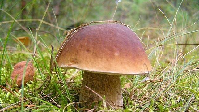 Los boletos se encuentran mayoritariamente en zonas del interior gallego