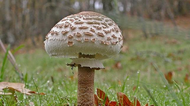 Los cogordos abren su sombrero con el paso del tiempo