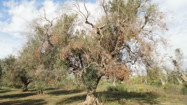 La UE activa la alarma por una plaga que arrasa con los olivares