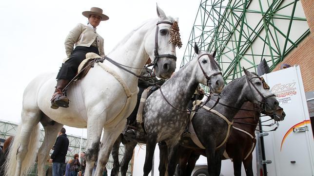 Sicab 2014: Sevilla, capital del pura raza español