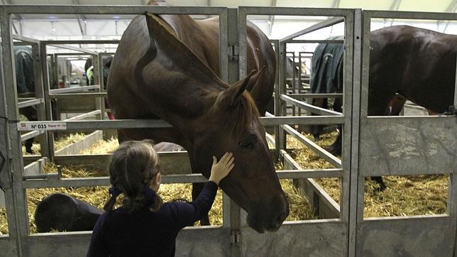 Sicab 2014: En Fibes ya todo gira en torno al caballo