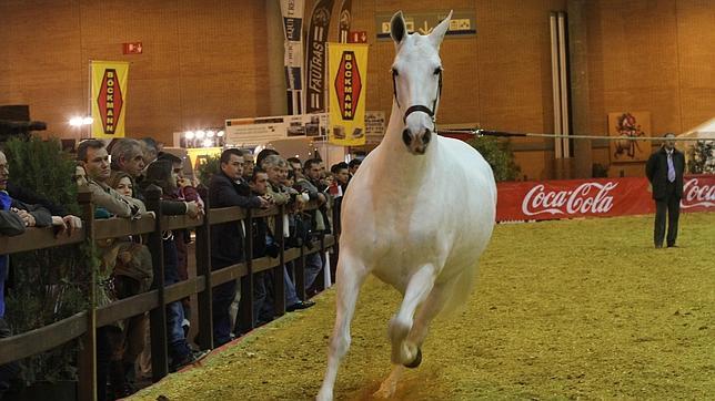 Sicab 2014: La solidaridad también va a caballo