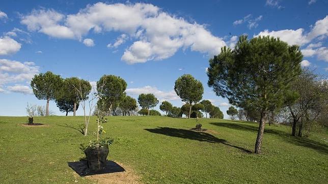 El primer bosque clonado está en Pozuelo