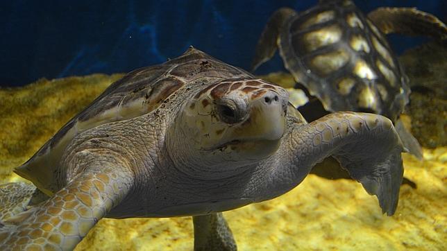 El Acuario de Sevilla se suma a un programa de recuperación de tortugas