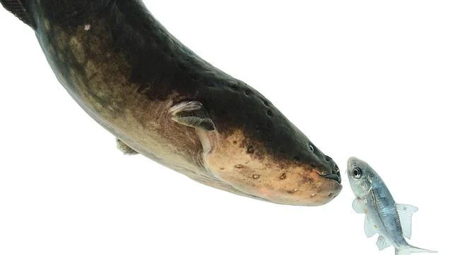 Las anguilas cazan por control remoto