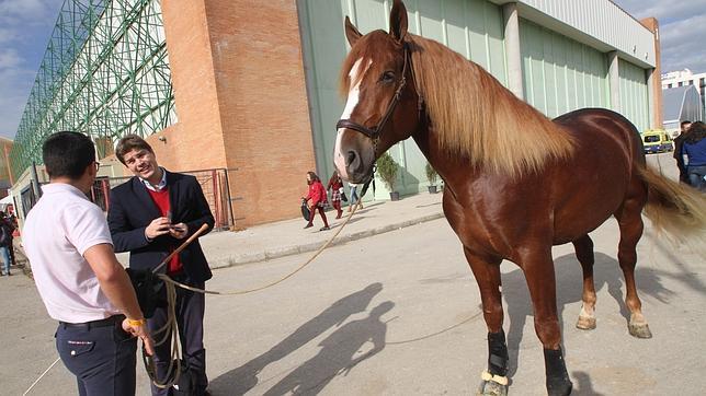 Sicab 2014: El caballo, pasión y negocio