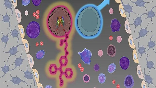 Las células madre de la sangre (rosa para la mujer y azul para los hombres) cuando se alteran producen células sanguíneas excesivas (cánceres) que pueden ser elimanados por las hormonas sexuales femeninas