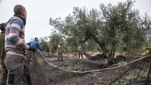 Campaña de aceituna: La peor cosecha de los últimos años