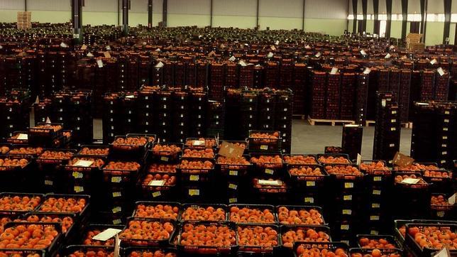 Marruecos ha exportado a la UE un 60% más de tomate desde el inicio de campaña