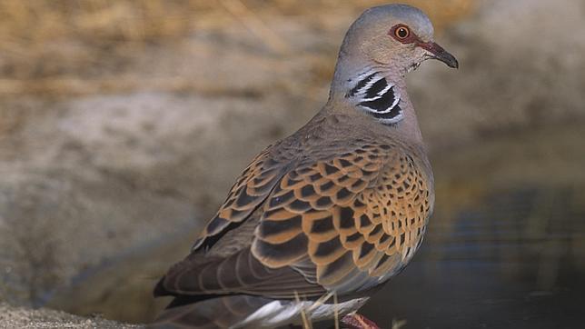 Tórtola europea: elegida Ave del Año 2015 por SEO/BirdLife