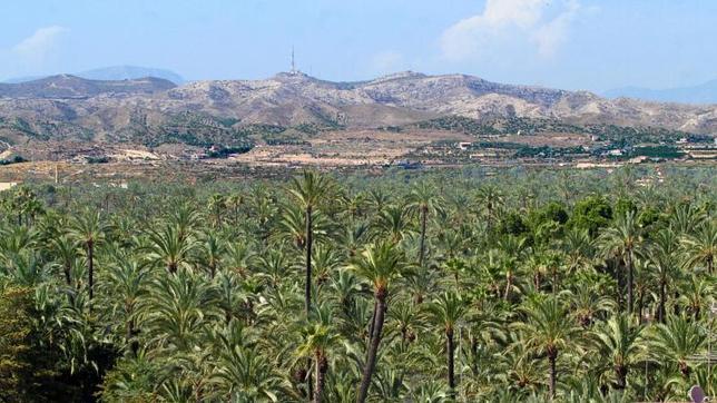 El Palmeral de Elche emplea trabajos experimentales para acabar con el picudo rojo