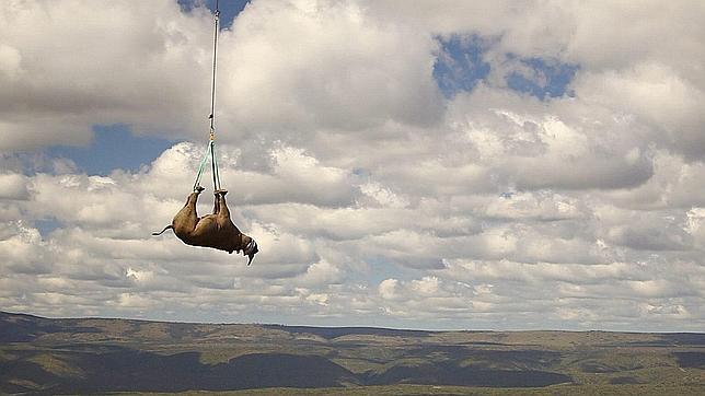 Traslado en 2011 de un rinoceronte a una zona alejada de cazadores furtivos en Sudáfrica