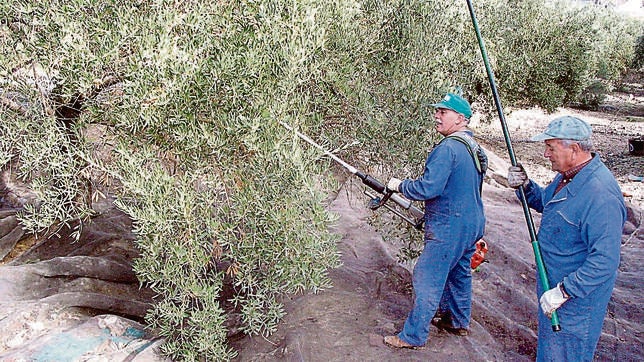 Sectores económicos: Se exime de etiquetar el 20% de la producción de olivar ecológico