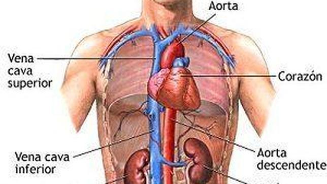 Sistema circulatorio