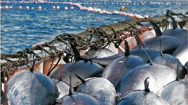 Cae una red de venta de atunes rojos no aptos para el consumo humano