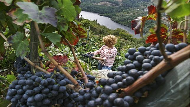 La campaña de uva tinta en Montilla-Moriles cierra con 7,8 millones de kilos