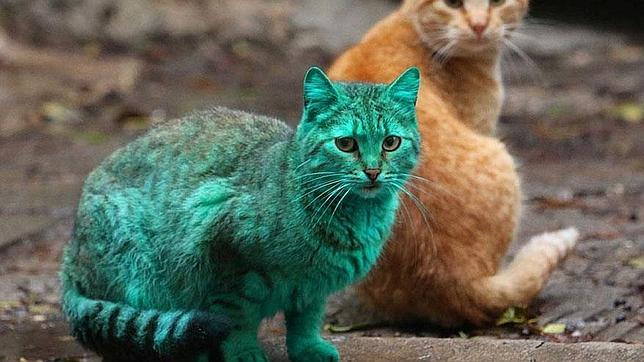 El misterioso gato verde que asombró a una ciudad de Bulgaria