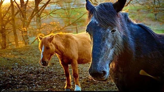 ¿Puedes resolver el acertijo de los caballos?