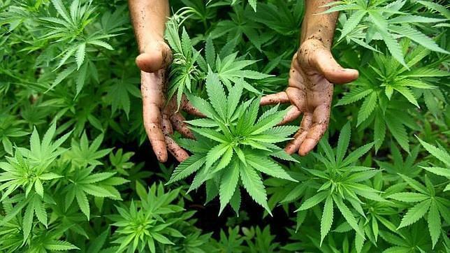 ¿Por qué se pide la legalización del cultivo de marihuana en Líbano?