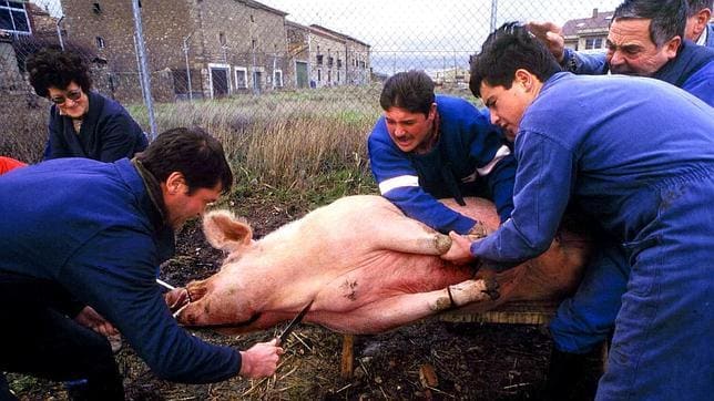 Quismondo, sancionado por organizar la matanza de un cerdo sin aturdimiento