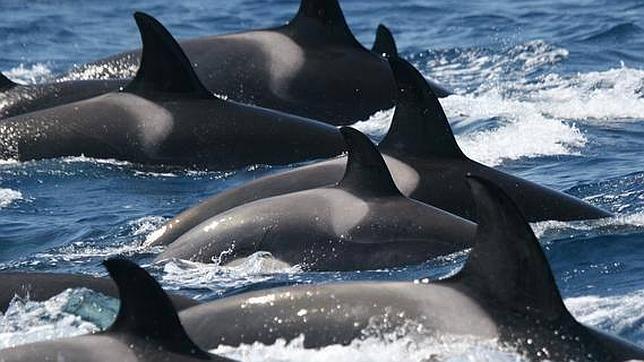 Existen menos orcas ibéricas de lo que se esperaba