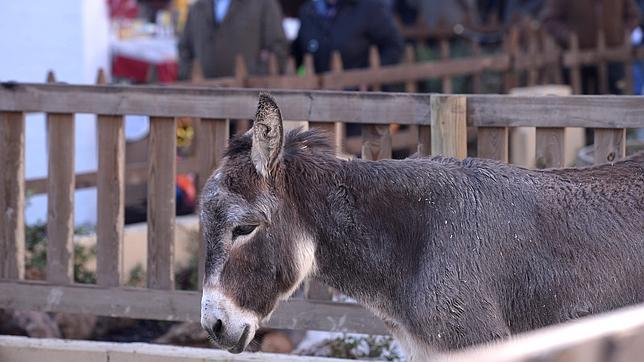 El Ayuntamiento de Lucena pospone la  retirada de los animales del Belén