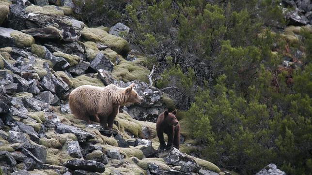 La salud genética de la subpoblación oriental de oso pardo mejora