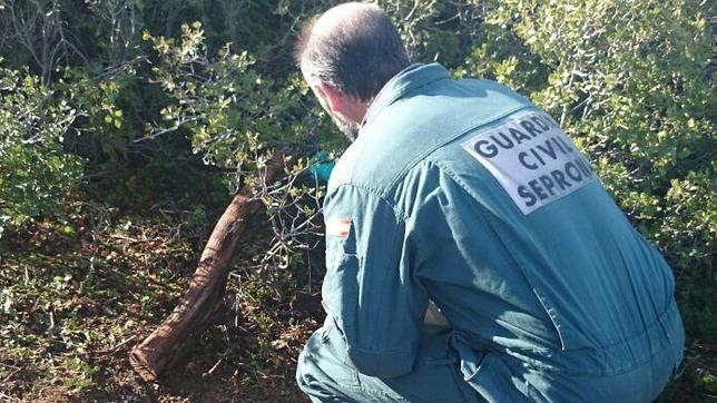 Imputado un hombre por la muerte del lince «Kairos»