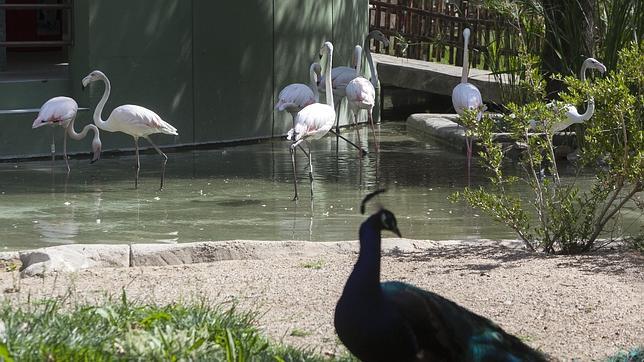 Flamencos del Parque Zoológico de Córdoba