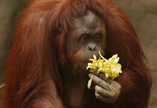 Conceden el «hábeas corpus» a una orangután para que viva en libertad