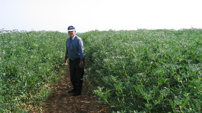 El altramuz reclama su sitio como legumbre de futuro