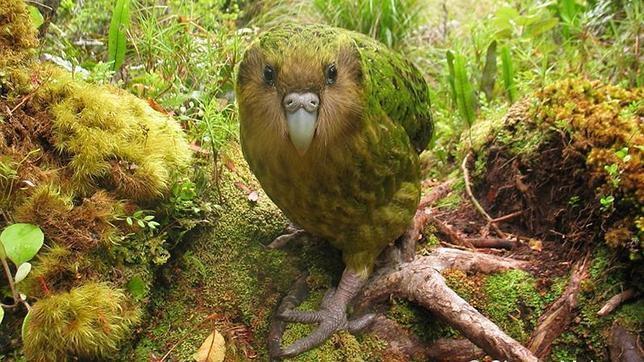 El kakapo de Nueva Zelanda