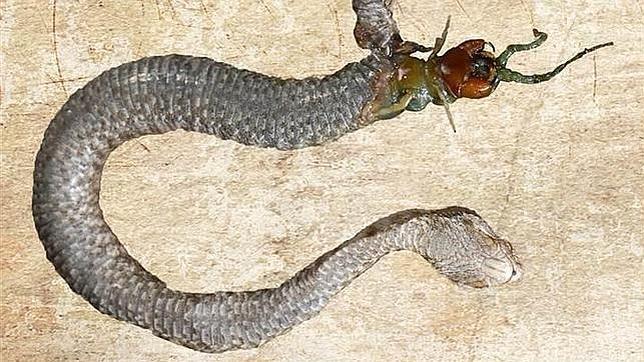 La escolopendra asoma cerca de la cola de la serpiente