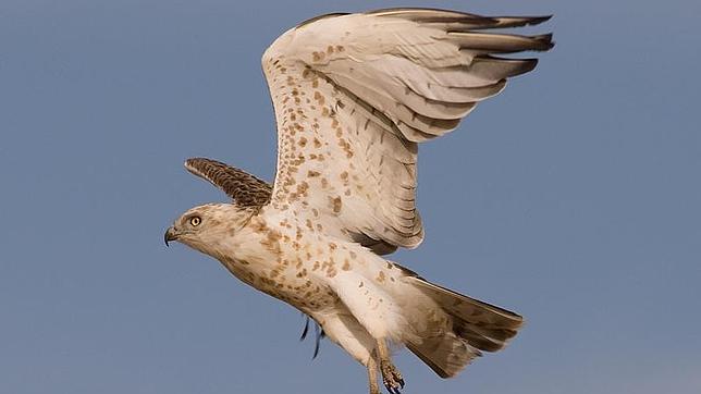 Águila culebrera