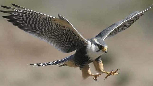 Halcón peregrino