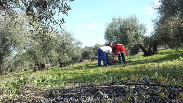 La rebaja de peonadas, tabla de salvación del campo cordobés