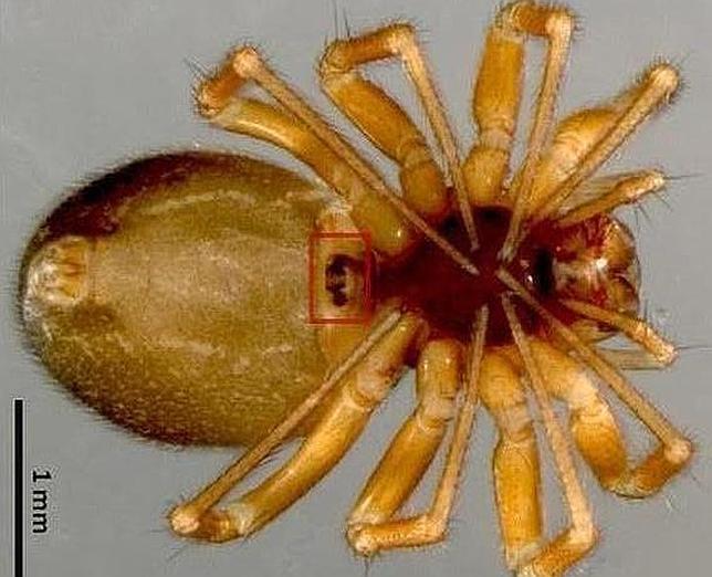 El «cinturón de castidad», en el cuadrado rojo