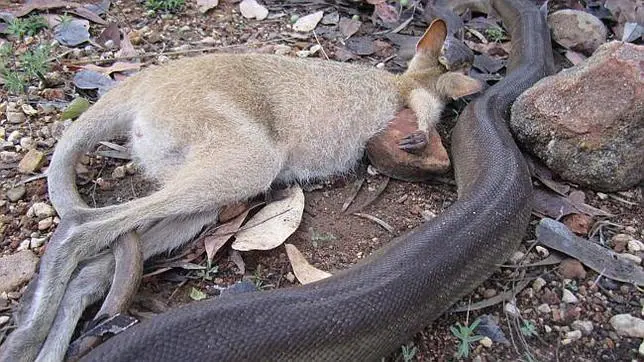 Pillan «infraganti» a una pitón engullendo a un wallaby
