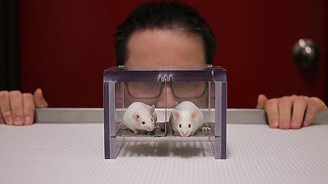 El olor de los investigadores masculinos altera a los ratones