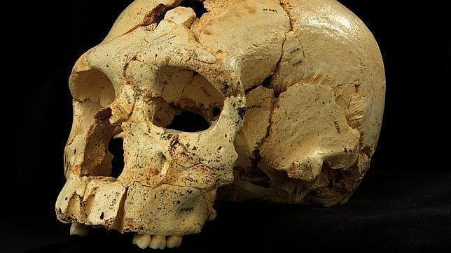 El cráneo 17 de la Sima de los Huesos en Atapuerca