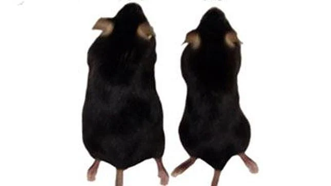 El ratón transgénico (derecha) con sobreexpresión de la proteína Zfp516 ganó menos peso que los ratones normales