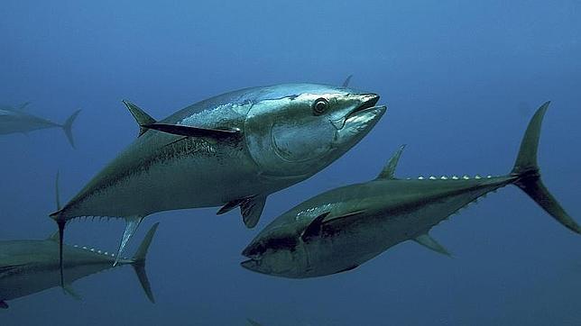 Ejemplares de atún rojo en el Atlántico