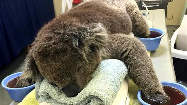 Las patas de los koalas, que se abrazan a árboles quemados, son las partes de su cuerpo más afectadas