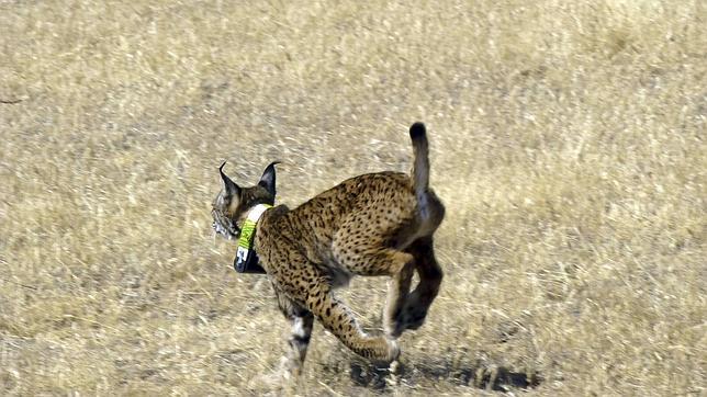 Los linces reintroducidos en Castilla-La Mancha se adaptan a sus áreas de campeo